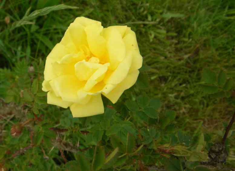 “Aurora”, rein gelbe Einzelblüte.