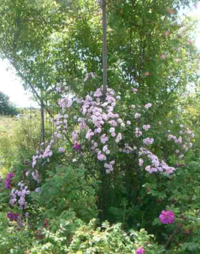 ‘Baby Rambler’ blühend an Kletterhilf, ca, 200 cm.