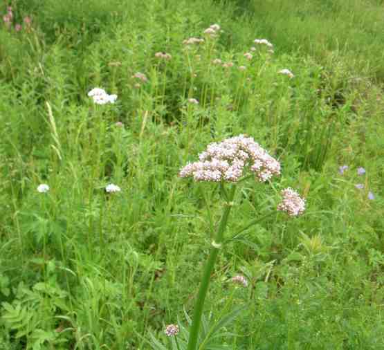 Baldrian, aufgehende Blüte.