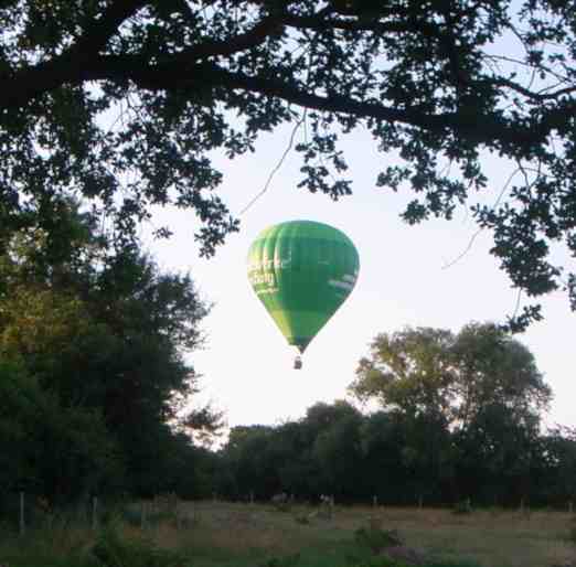 Grüner Ballon zwischen Bäumen fotografiert.