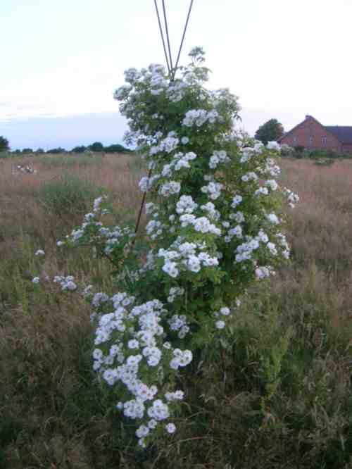 ‘Bennett’s Seedling’, blühend an einer Kletterhilfe um 200 cm.