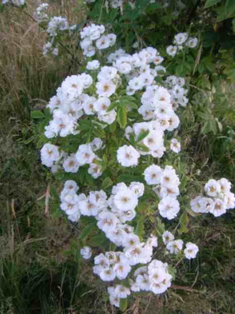 ‘Bennett’s Seedling’, große weiß blühende Blütenbüschel.
