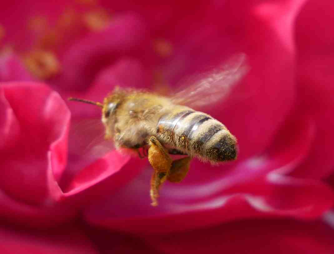 Biene mit Pollen-Beine im Aunflug auf rote Rose.