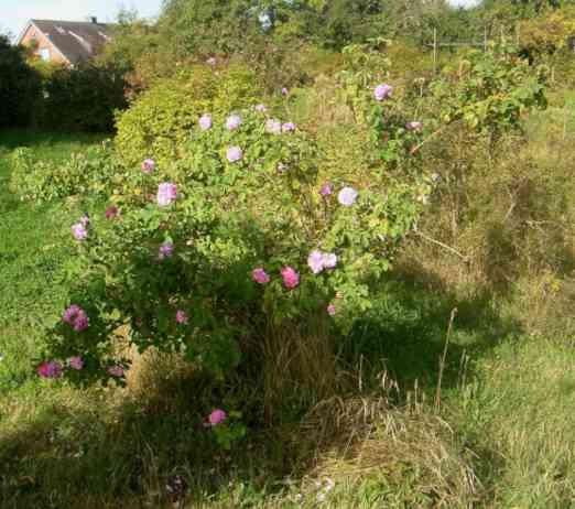 “Blanche Double, falsch”, zahlreiche Blüten am gesunden Strauch.
