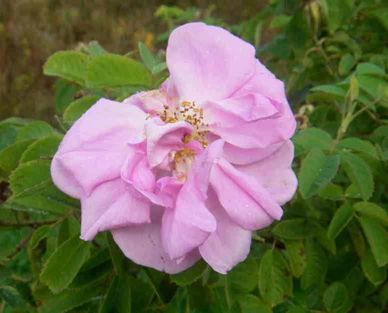 “Blanche Double, falsch”, etwas unsortierte, locker gefüllte rosa Blüte am Strauch.