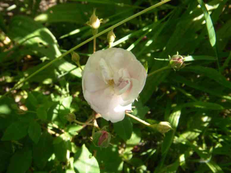 ‘Blush Noisette’, lockere Blütendolde mit einer geöffneten kleinen gefüllten weißen bis zart rosa überhauchten Blüte.
