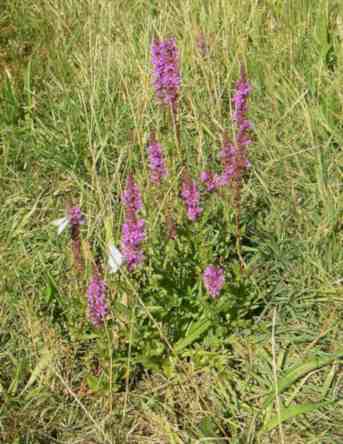 Kleinerer Blutweiderich in Wiese.