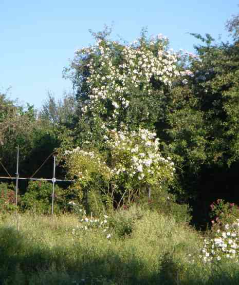 ‘Benda Colvin’, kräftige Blüte in weiß im Apfelbaum.