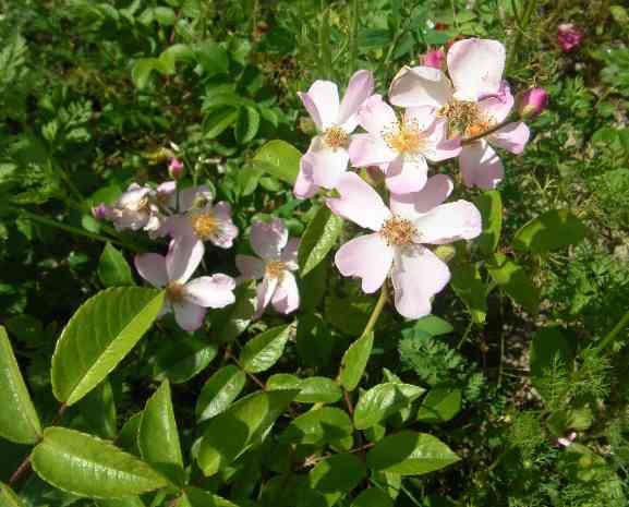 ‘Brigitte de Villenfagne’, Blütendolde mit einfachen hellrosa Blüten.