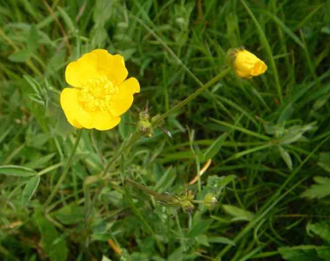 Offene Blüte und geschlossene Blüte des gelben „Butterblümchens“.