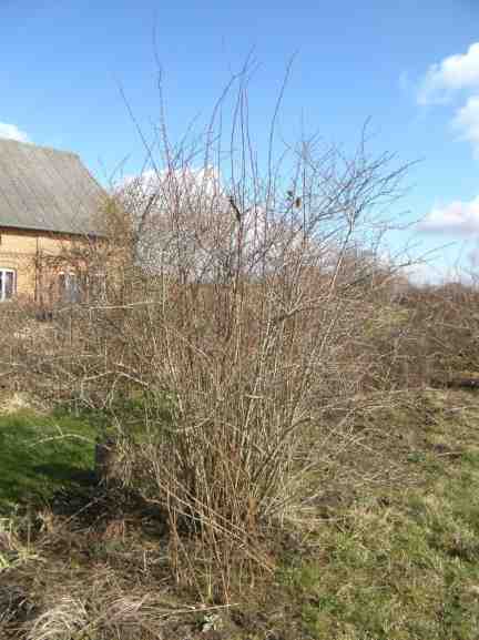 ‘Cantabrigiensis’, etablierter Strauch ohne März-Austrieb.