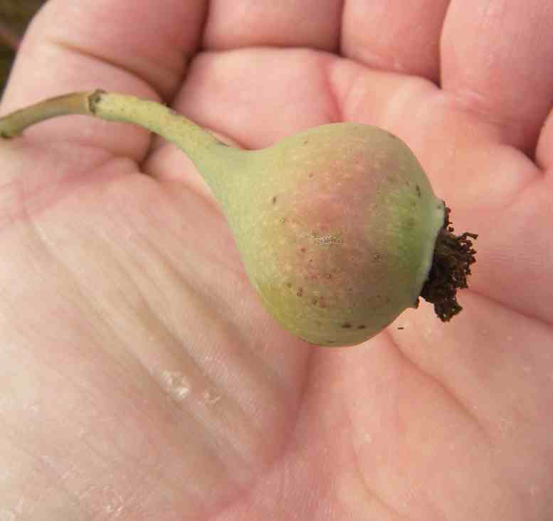 ‘Carefree Beauty’, große grüne, leicht rötliche Frucht in Form eines kleinen Apfels vor meiner Hand.