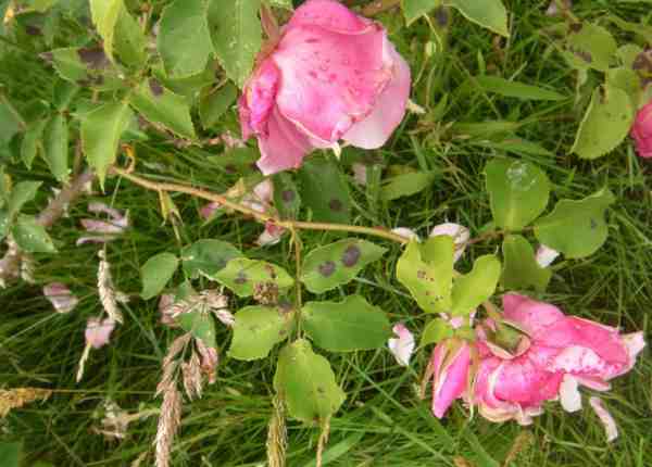‘Carefree Beauty’, Pinke Blüten in Seitenansicht und Blattkrankheiten auf dem Laub.