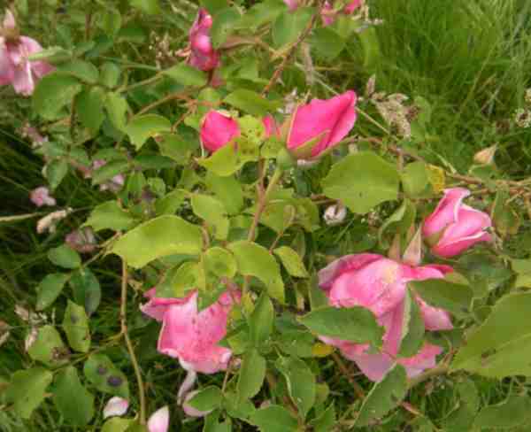 ‘Carefree Beauty’, Ausschnitt Strauch auf sich neigende Blüten und rein pinke Knospen.