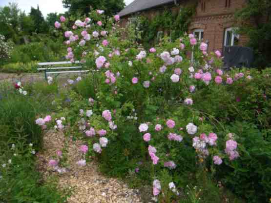 ‘Celsiana’, großer, überhängender, lichter Strauch in Blüte.