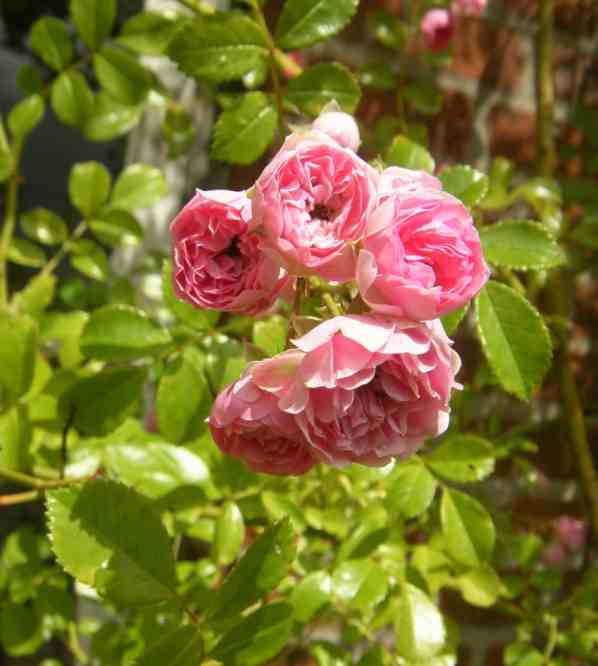 ‘České 'Práci čest’, kleine Dolde becherförmiger pink-rosa gefüllter Blüten.