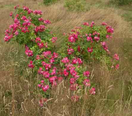 “Charming Magenta” mit zahlreichen kleinen roten halbgefüllten Blüten am Strauch um 120 cm.