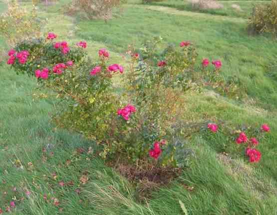 “Charming Magenta”