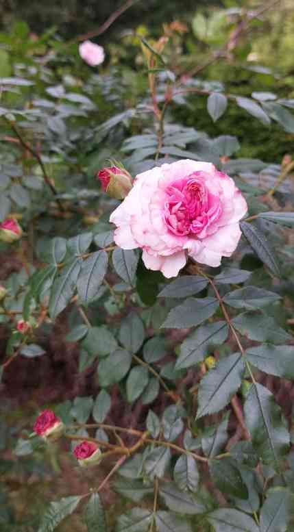 ‘Château de la Juvénie’, 9-fiedriges, auffallend dunkelgrünes Laub und dicht gefüllte rosa Blüte, zum Rand aufhellend.