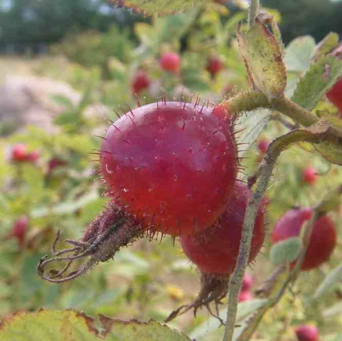 “Cirstens Fruchtrose”, kräftig rote rundliche große Frucht am Strauch.