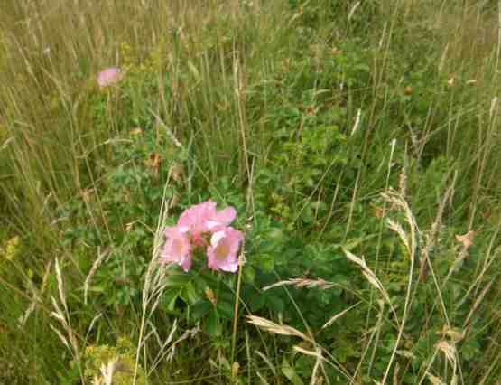 ‘Dagmar Hastrup’