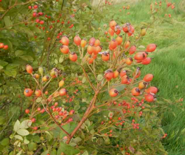 Zahlreiche kleine rote Früchte in einer Dolde am Strauch.