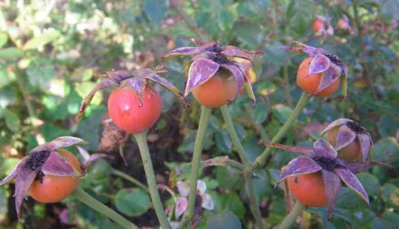 Rundliche rote mittelgroße Früchte am Strauch.