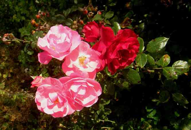 DDR-Rosen in offen pink und gefüllt rot am Strauch.
