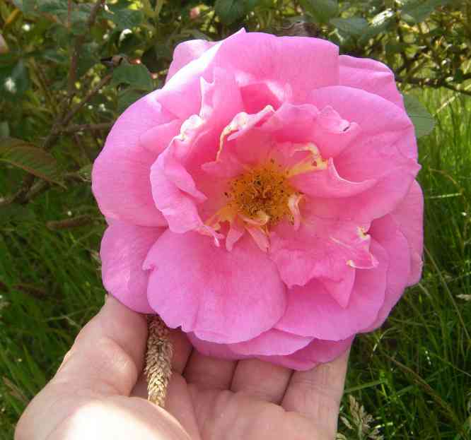 ‘Delicia’, große offene Blüte in meiner Hand.