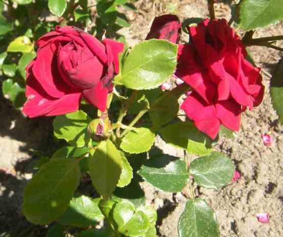 Dunkelrote gefüllte Rosenblüten an junger Pflanze.