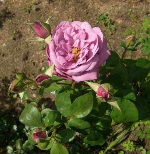 Fliederfarbene gefüllte Blüte in Becherform.