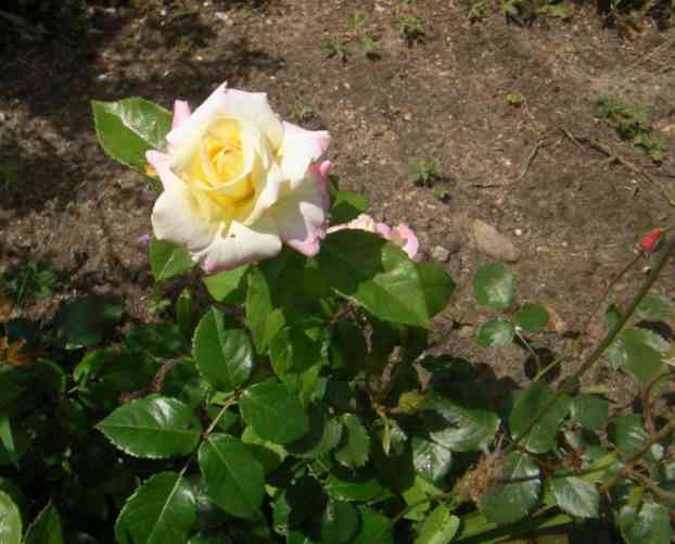 Hoch gebaute gelbe gut gefüllte Blüte mit rosa Marmorierung an den Rändern der Außenpetalen.