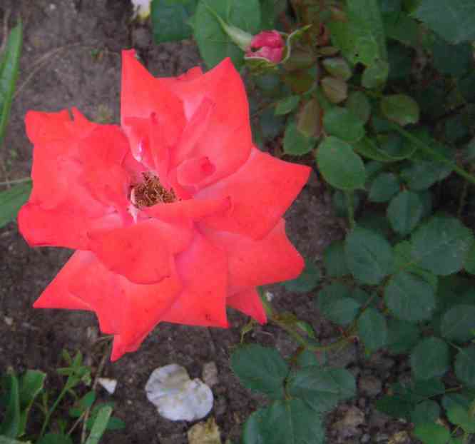 Lachs-rosa-rote locker gefüllte hochgebaute Blüte.