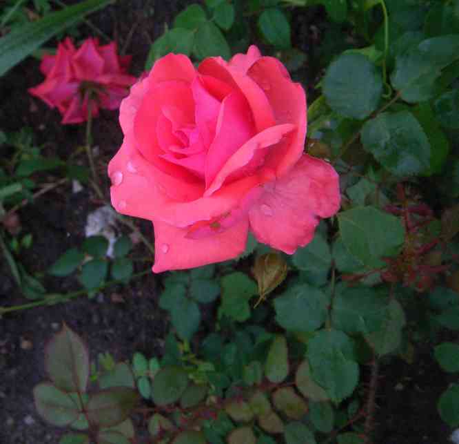 Lachs-rosa, hochgebaute, locker gefüllte Blüte.