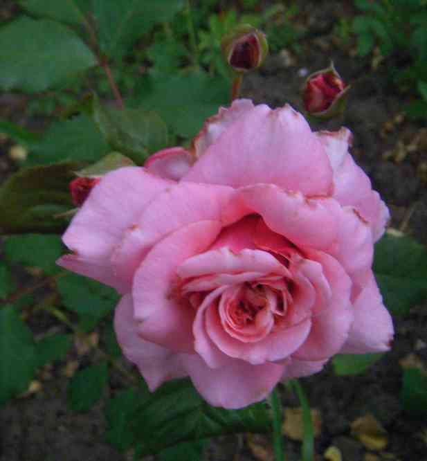 Gefüllte lachsfarbene hochgebaute Blüte mit aufhellenden Rändern.