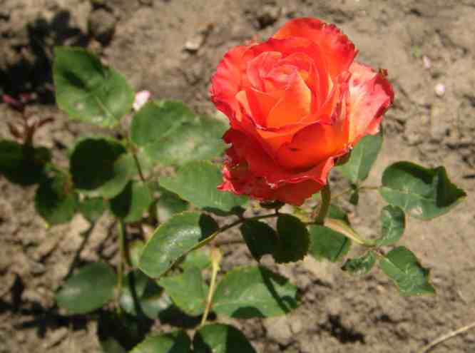Orangefarbene hochgebaute, gefüllte Blüte an junger Pflanze.