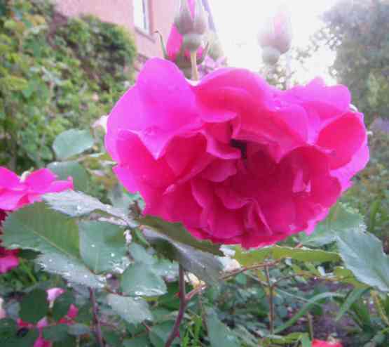 Pinke nickende Blüte locker gefüllt.