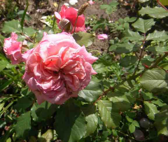 Gefüllte Rosette in pink-rosa