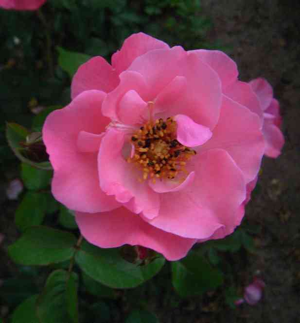 Offene lachs-rosa Blüte.