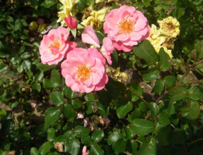 Blütendolde rosa-lachsfarbene locker gefüllte Blüten.