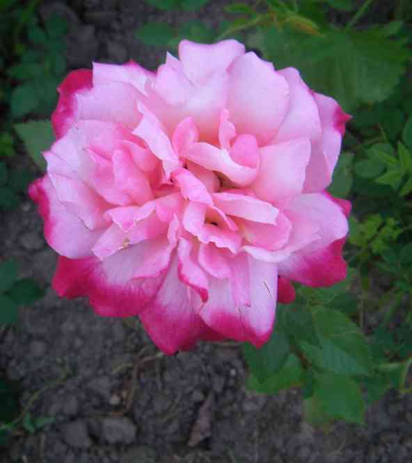 Plustig gefüllte weiss-rosa-rot marmorierte Blüte.