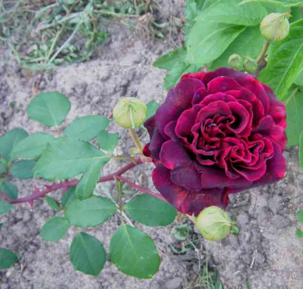 Dunkel schwarz-rote gefüllte Blüte.