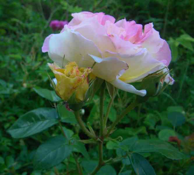 Gelbe Knospen werden zu locker gefüllten weiß-rosa überhauchten Blüten.
