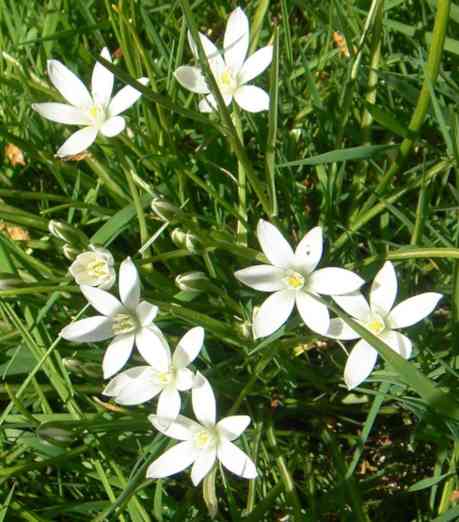 Weiße Blüten des Milchsterns.