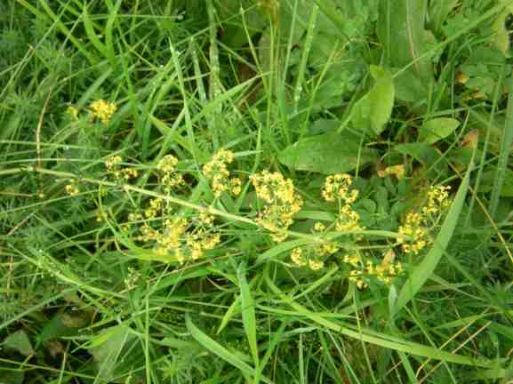 Gelbe Rispe im Gras.