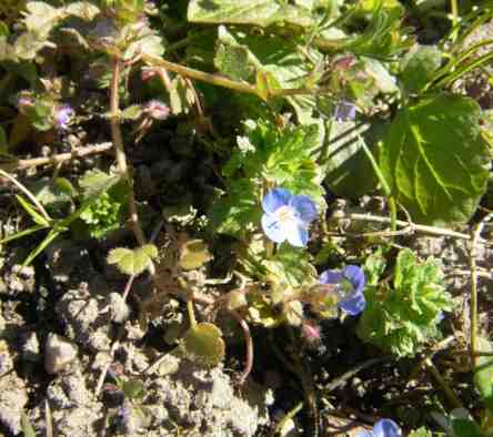 Frische Blüte von Ehrenpreis.