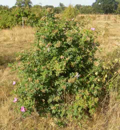 ‘Eine Rose für Jérôme’, Strauch buschig um 150 cm mit einigen August-Blüten.