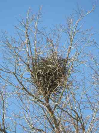 wie zuvor, Nahaufnahme des Nestes.