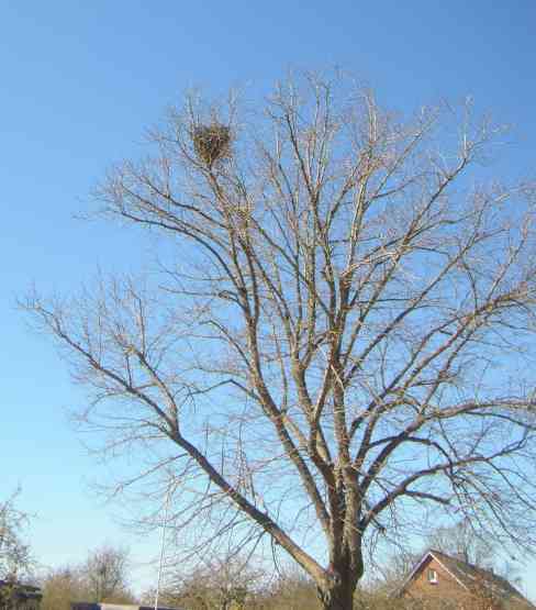 Elsternest in der Krone einer hohen Linde.
