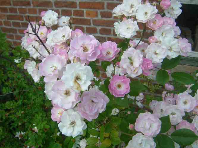 “Mozart Slg, Emil”, rosa-weiß blühende große Dolde zahlreicher kleiner, locker gefüllter Blüten mit offener Mitte.